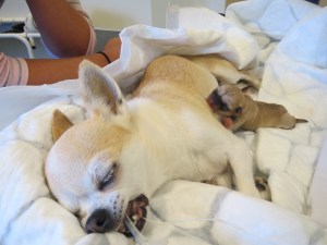 Ninja still sleeping while her pup begins to explore.