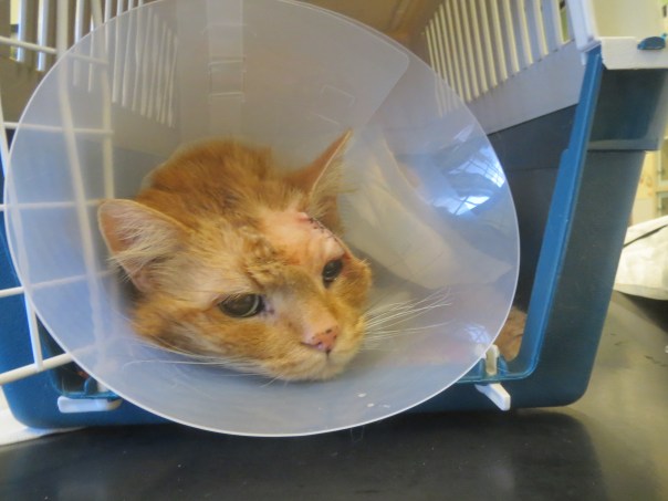 Tøffen demonstrating his buster collar for IcelandPenny