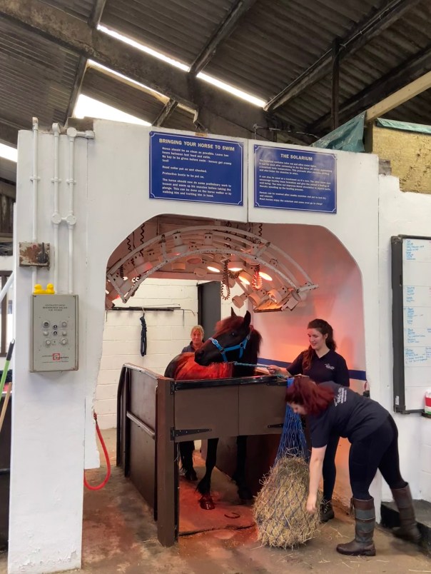 Pony standing in the solarium. A bag of hay is being tied in front of him.