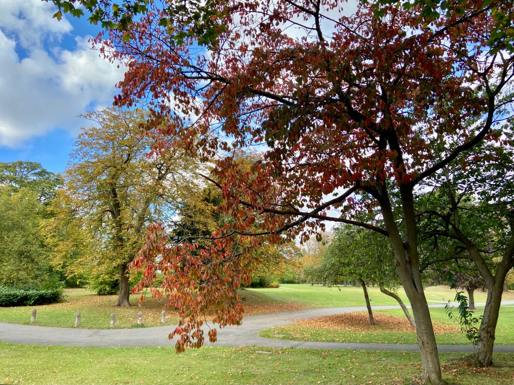 A park scene featuring trees with autumn foliage, including vibrant red and orange leaves, against a blue sky with white clouds.