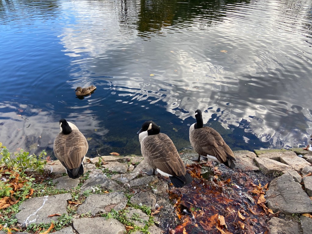 Three Canadian geese standing near the edge of a pond, with a duck swimming on the water and reflections of clouds visible.