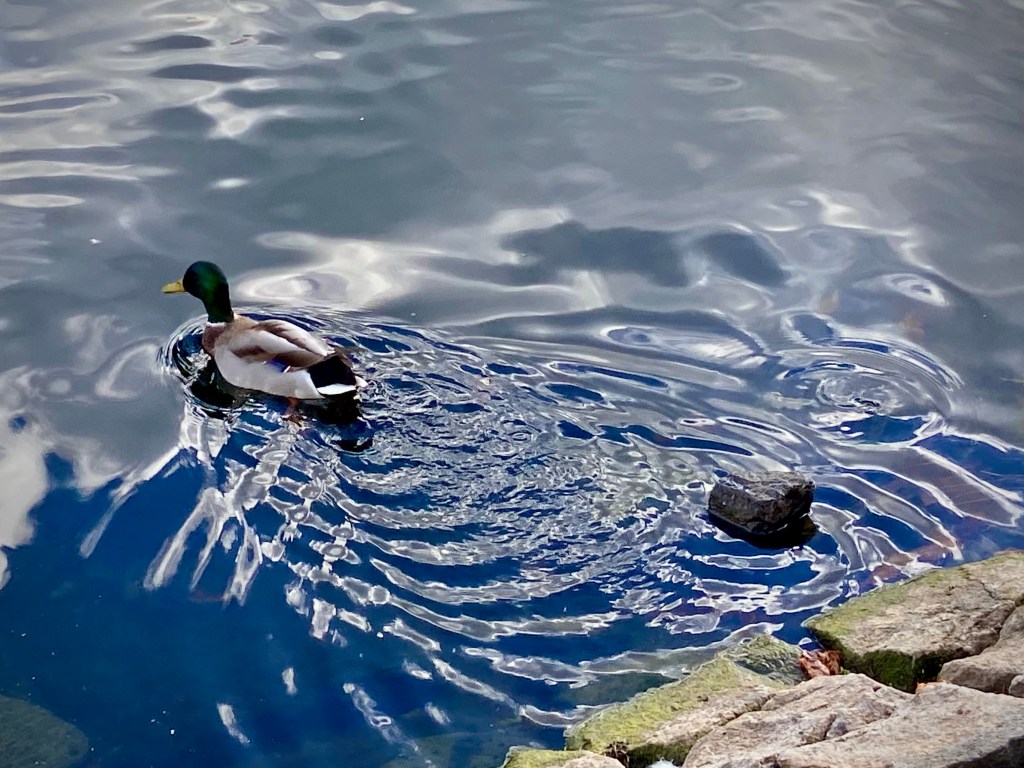 A mallard duck swimming in calm, reflective water with gentle ripples, alongside a stone shoreline.