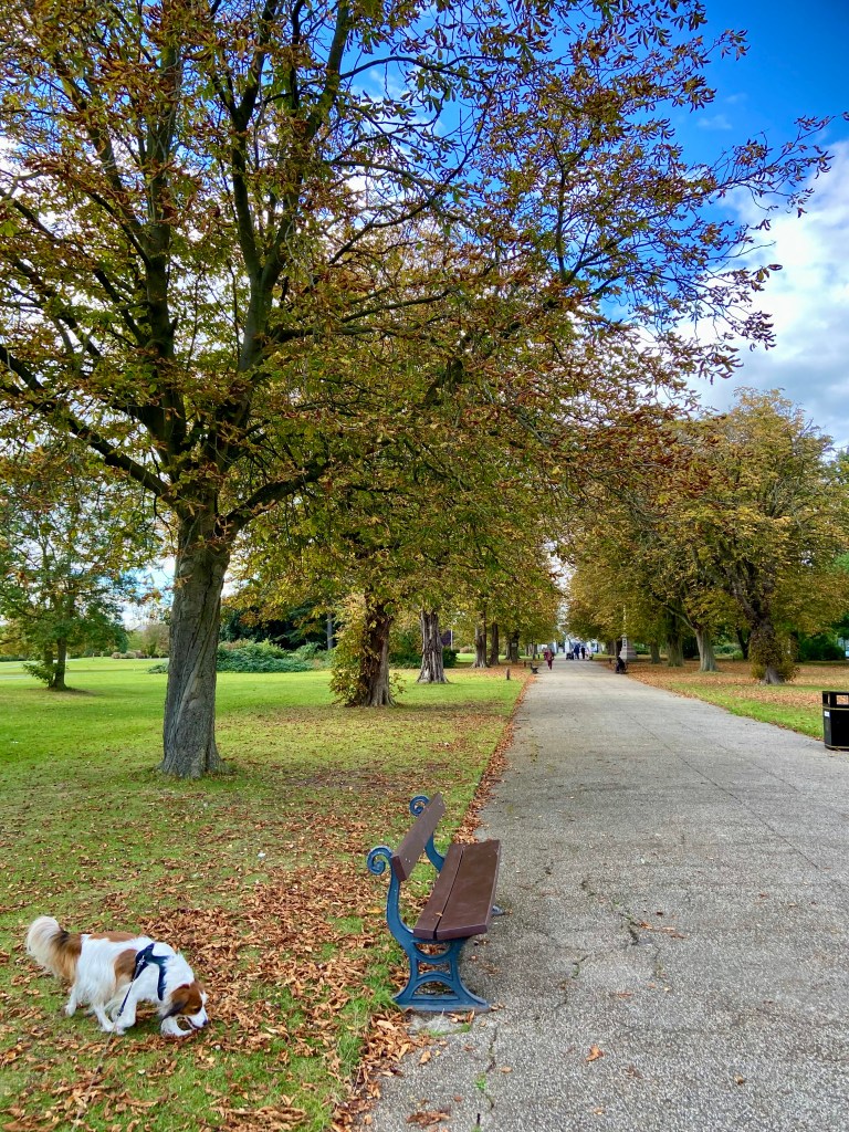 A park scene featuring a pathway flanked by trees with autumn leaves, a small brown and white dog sniffing the ground near a bench, and people walking in the distance.