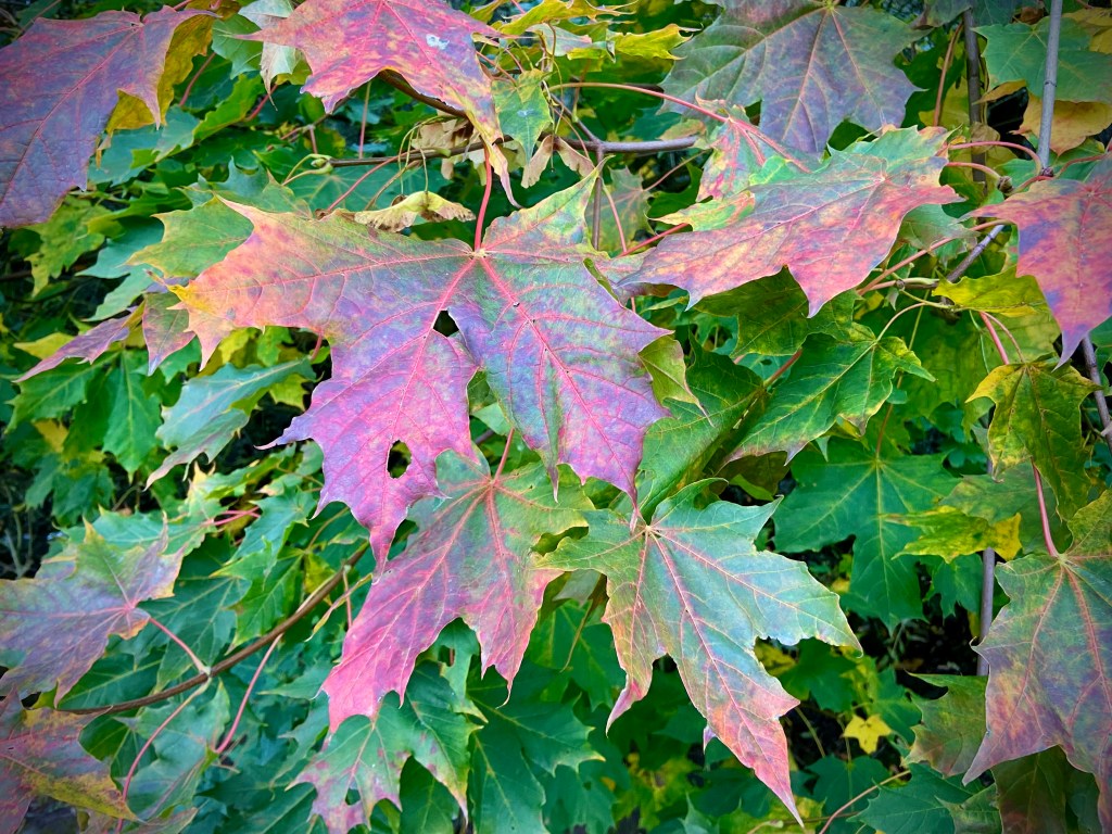 Close-up of colorful autumn leaves with shades of green, yellow, and pink.