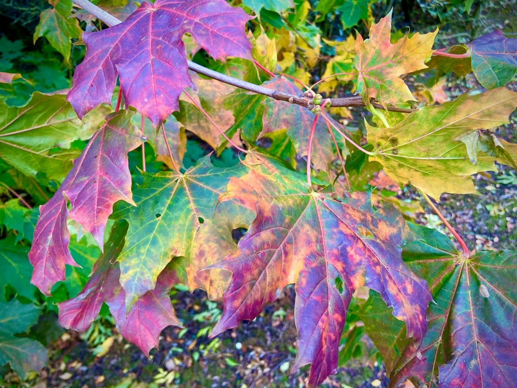 Close-up of colorful maple leaves in various shades of green, yellow, and purple, showcasing autumn foliage.