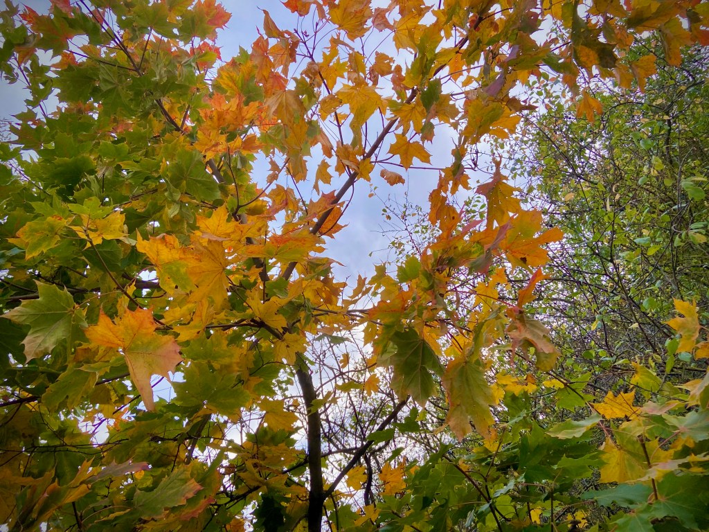 A close-up view of autumn leaves, showing a mix of green and vibrant yellow-orange foliage against a cloudy sky.